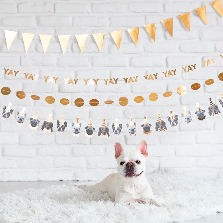 Fiesta de Perritos
